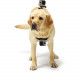 Крепление-упряжка для собак GoPro Fetch Dog Harness, вид на собаке
